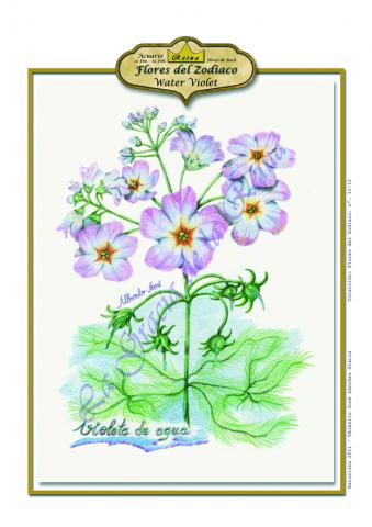 Acuario - Violeta de agua. Flores de Bach -Los 12 sanadores