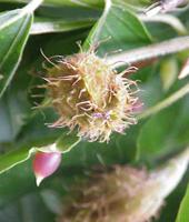 imagen flor de bach