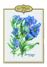 Tauro - Genciana. Flores de Bach -Los 12 sanadores en CienciasEvolutivas.com